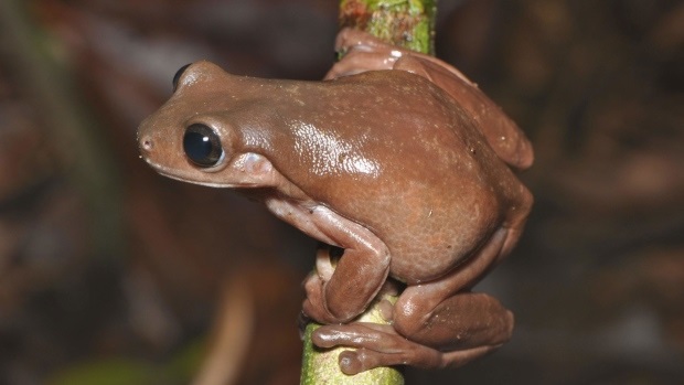 All about real life version of 'Chocolate Frog' resembling the one from 'Harry Potter series' found
